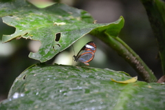Ithomia patilla