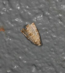 Maliattha amorpha