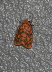 Miltochrista quadrilineata