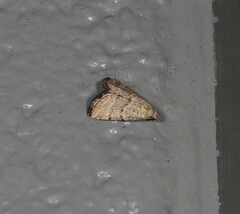 Narangodes