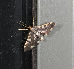 Nacoleia glageropa
