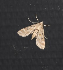 Parapoynx crisonalis