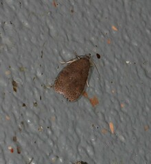 Peritornenta