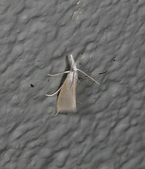 Patissa stenopteralis