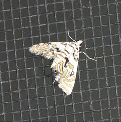 Parapoynx polydectalis