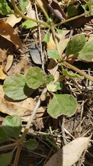 Glinus lotoides