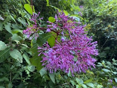 Fuchsia paniculata