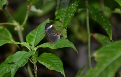 Ithomia patilla