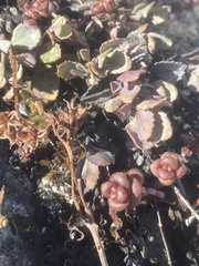 Sedum divergens