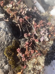 Sedum divergens
