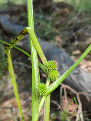 Sparganium glomeratum