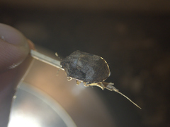 Pachycorinae