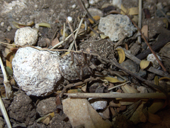 Pachycorinae