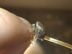Pachycorinae