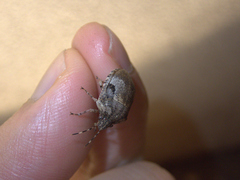 Pachycorinae