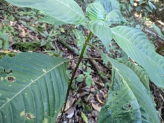 Sanchezia parvibracteata