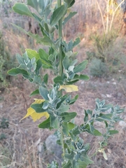 Brachylaena rotundata