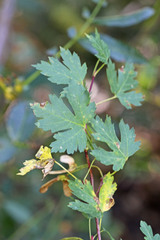 Acer glabrum glabrum