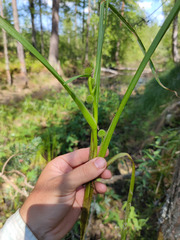 Sparganium glomeratum
