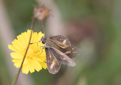 Taractrocera papyria