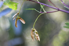 Acer glabrum glabrum