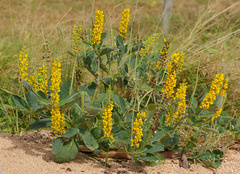 Crotalaria mitchellii