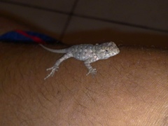 Sceloporus spinosus