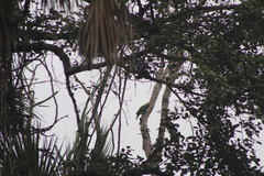Amazona autumnalis autumnalis