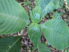 Sanchezia parvibracteata