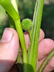 Sparganium glomeratum