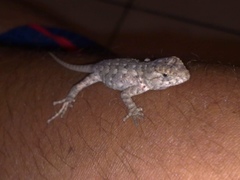 Sceloporus spinosus