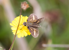Taractrocera papyria