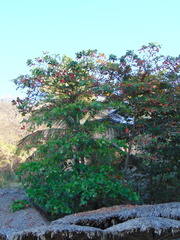 Terminalia catappa