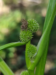 Sparganium glomeratum