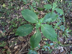Sanchezia parvibracteata