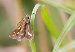 Taractrocera papyria