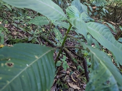 Sanchezia parvibracteata