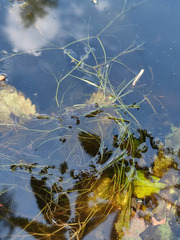 Potamogeton