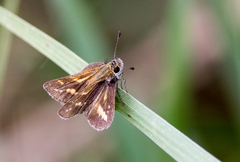 Taractrocera papyria