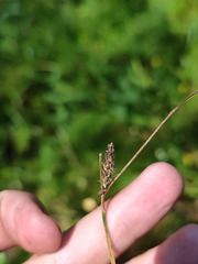 Carex nigra