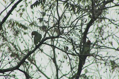 Amazona autumnalis autumnalis