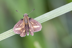 Taractrocera papyria