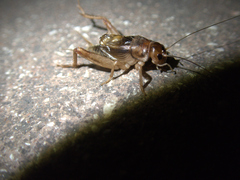 Gryllidae