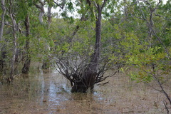 Hakea pedunculata