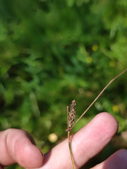 Carex nigra
