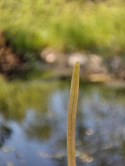Potamogeton