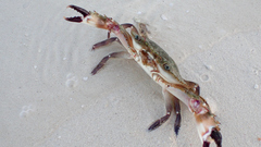 Decapoda