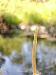 Potamogeton