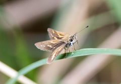 Taractrocera papyria