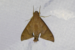 Pachylioides resumens